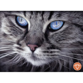 Cat Blue Eyes Fotograaf Arttower